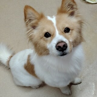 人が大好き・甘えんぼのmix3歳位男の子・室内飼い