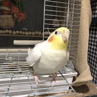 オカメインコ里親募集