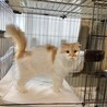 スコティッシュの女の子ちゃん！ サムネイル2