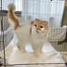 スコティッシュの女の子ちゃん！ サムネイル3
