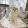 スコティッシュの女の子ちゃん！ サムネイル4