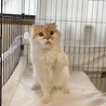スコティッシュの女の子ちゃん！ サムネイル5