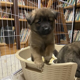 ナナちゃん」東京都 - 犬の里親募集(535998) :: ペットのおうち【里親