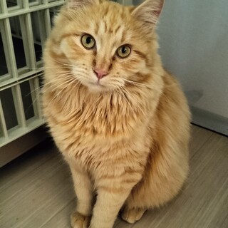 (トライアル決まりました)もふもふな男の子