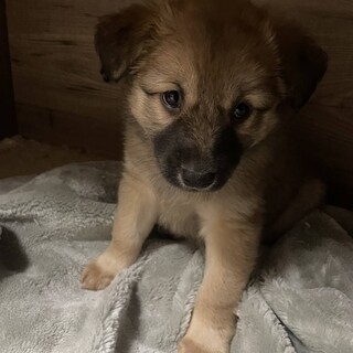 ネリちゃんチビッコ「あずみちゃん」