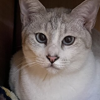 青い瞳の男前♪綺麗なシルバーの毛並み♪