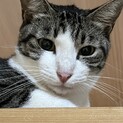キジ白♪食いしん坊の美人さん♪