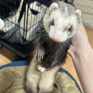 1歳の元気な男の子です