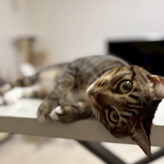 クリクリお目々のキジ白《とわくん》