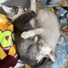 可愛い猫ちゃん2匹✨ サムネイル2