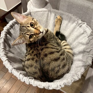 控えめで甘えん坊、撫でられるの大好き『あやせ』