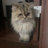 モフモフ　ペルシャのティアラちゃん