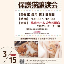 子猫～シニア猫❤足立区島忠ホームズ大谷田店(千代田線北綾瀬駅から徒歩10分)