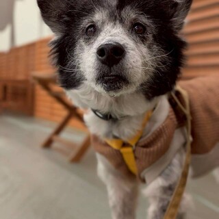 ミックスの女の子『よもぎ』ちゃん