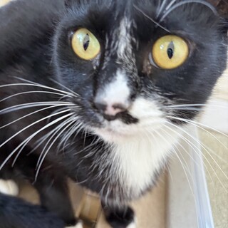 兄弟3人のお母さん猫ちゃん