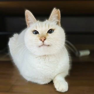 ★里親様決定★おっとり温厚な女の子❤ななちゃん