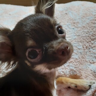 人間大好き大人しいそらちゃん