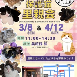 ハピシェア猫の里親会