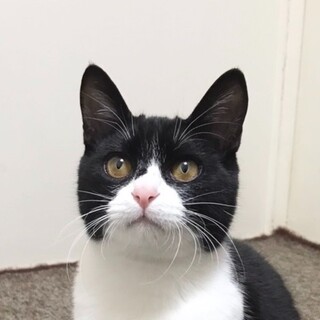 3/8高田馬場★せいろくん★静かに甘えるよ！