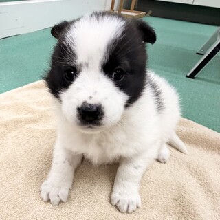 生後1ヶ月の幼い子犬　白黒　メス