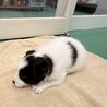 生後1ヶ月の幼い子犬　白黒　メス サムネイル2