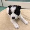 生後1ヶ月の幼い子犬　白黒　メス サムネイル3