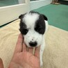 生後1ヶ月の幼い子犬　白黒　メス サムネイル4