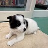 生後1ヶ月の幼い子犬　白黒　メス サムネイル5
