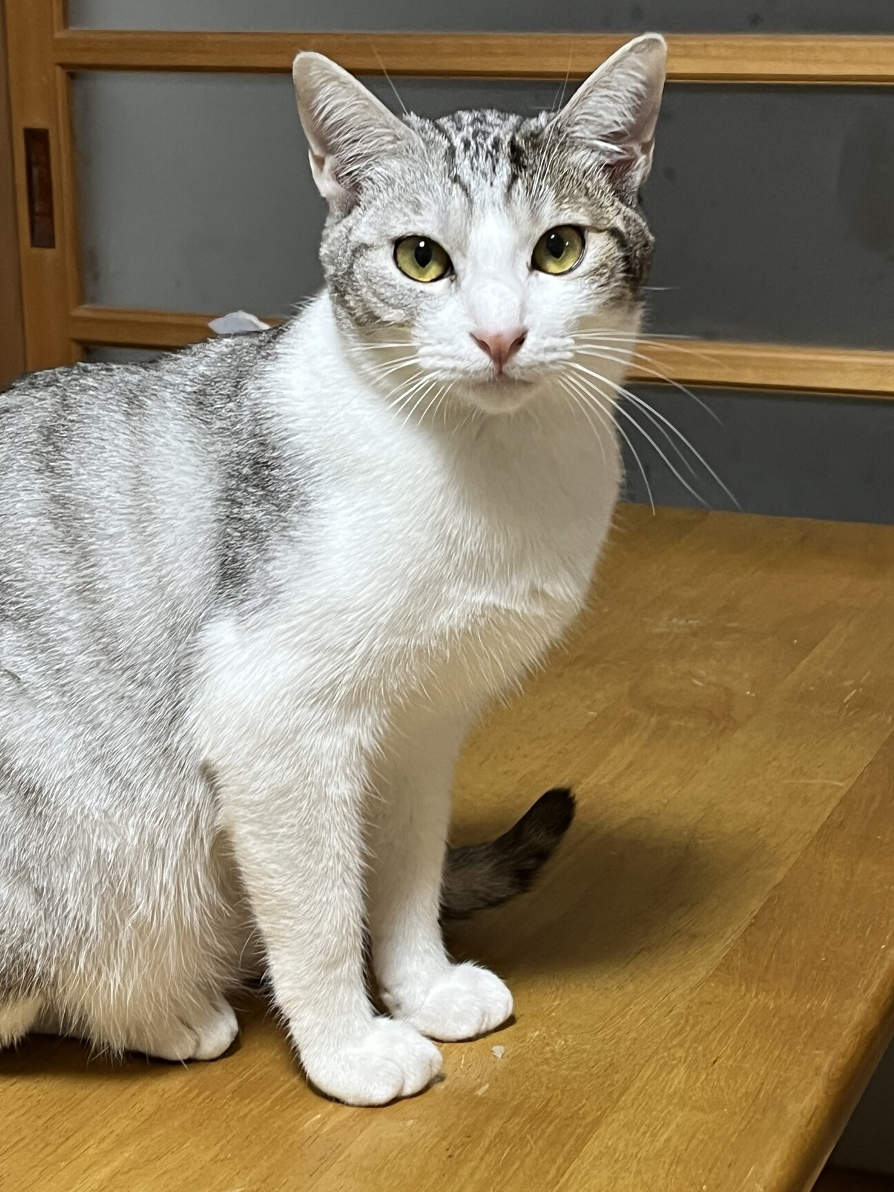 珍しいグレーのサバ白♪大」高知県 - 猫の里親募集(536866) 3枚目の