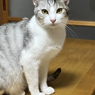 珍しいグレーのサバ白♪大人しく穏やかな男の子です♪