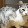 珍しいグレーのサバ白♪大人しく穏やかな男の子です♪ サムネイル2