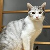 珍しいグレーのサバ白♪大人しく穏やかな男の子です♪ サムネイル3