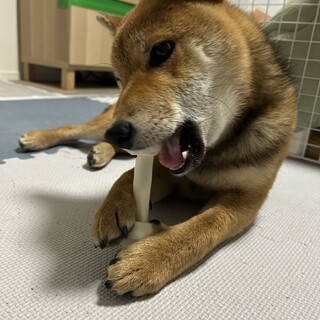 再募集　柴犬9ヶ月オスです