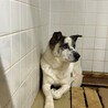 殺処分対象❗️収容期限3/9迄❗️延長なし サムネイル2