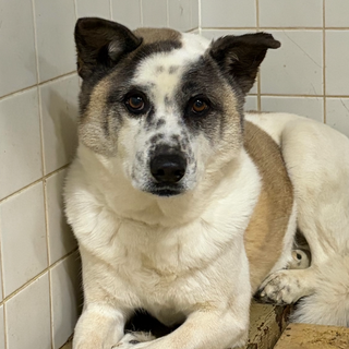 殺処分対象❗️収容期限3/9迄❗️延長なし