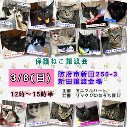 保護ねこ譲渡会in防府市新田