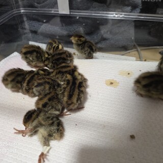 ウズラのひな12匹(1人3匹)全部の場合相談