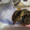 ウズラのひな12匹(1人3匹)全部の場合相談 サムネイル2