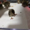 ウズラのひな12匹(1人3匹)全部の場合相談 サムネイル3