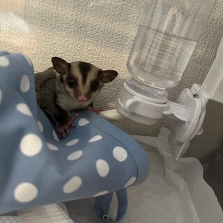 【1歳1ヶ月女の子】フクロモモンガ