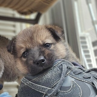 推定1ヶ月兄妹、男の子①