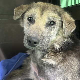 元飼い犬の保護犬『アンディ』君