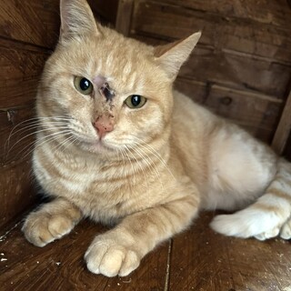 茶トラの男の子『倖多（こうた）』君