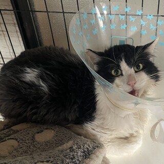 白黒ハチワレの『ガリレオ』君