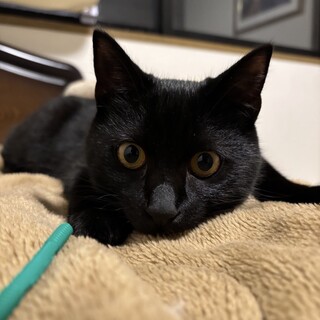 甘えん坊で優しい黒猫のごまくん♡（推定8か月）