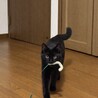 甘えん坊で優しい黒猫のごまくん♡（推定8か月） サムネイル2