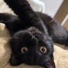 甘えん坊で優しい黒猫のごまくん♡（推定8か月） サムネイル3