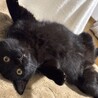 甘えん坊で優しい黒猫のごまくん♡（推定8か月） サムネイル4