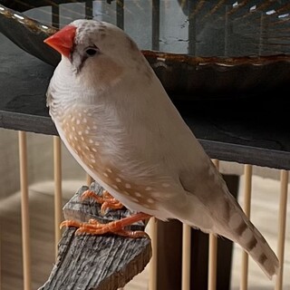 錦華鳥 キンカチョウ イザベラ オス