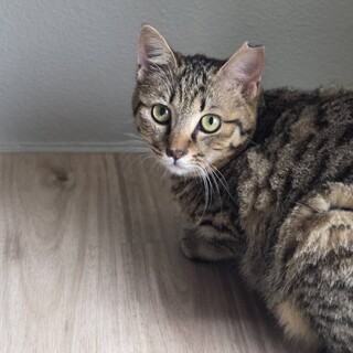 恥ずかしがり屋くみちゃん